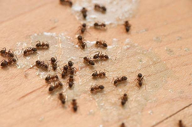 Best Emergency Pest Control  in Hanover, PA