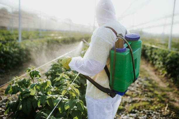 Wasp Removal Services in Hanover, PA